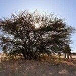 Acacia ehrenbergiana Habit