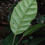 Conceveiba guianensis Leaf