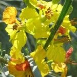 Parkinsonia aculeata Flower