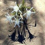 Pancratium maritimum Λουλούδι