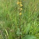 Verbascum nigrum Blüte