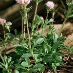 Valeriana apula Habit