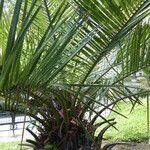 Jubaea chilensis Kabuk