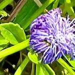 Ageratum maritimum