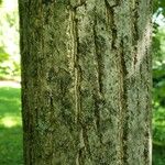 Juglans mandshurica Bark