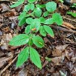 Lonicera canadensis Leaf