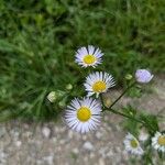 Erigeron annuus പുഷ്പം