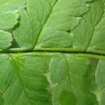 Dryopteris pentheri Blatt