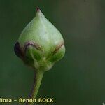 Scrophularia oblongifolia Frukt