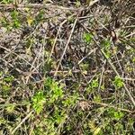 Jasminum nudiflorumBark