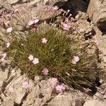 Dianthus subacaulis Habit