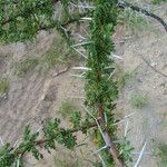 Vachellia nilotica Folha