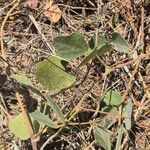 Rhynchosia sublobata Leaf