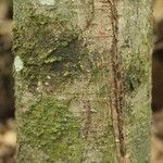 Licania densiflora Bark