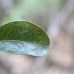 Pleurostylia pachyphloea Leaf
