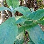 Buddleja globosaLeaf