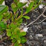 Veronica fruticans Foglia