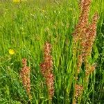 Rumex acetosaFlower