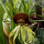 Prosthechea cochleata Fleur