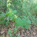 Matelea reticulata Plante entière