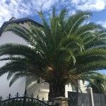 Phoenix canariensis Листок