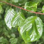 Cornus sanguineaFoglia