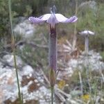 Dianthus godronianus Квітка
