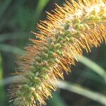 Setaria pumilaFloare