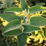 Phlomis fruticosa Fulla