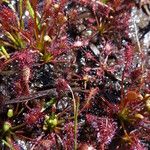 Drosera intermedia Lapas