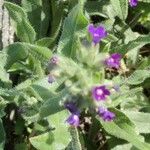 Anchusa officinalisЦвят