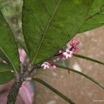 Acropogon aoupiniensis Floare