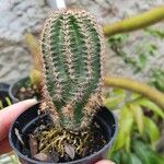 Echinocereus pectinatus Leaf