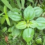 Pilea pumila Ліст