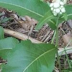 Parthenium integrifolium Yaprak