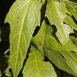 Neurolaena lobata Leaf