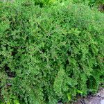 Cotoneaster adpressus Хабит