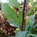 Myrica gale Bark