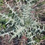 Galactites tomentosusFeuille