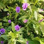 Viola tricolor 葉