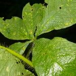 Distimake aegyptius पत्ता