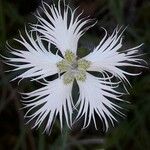 Dianthus hyssopifolius फूल