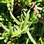 Carpobrotus deliciosus Hoja