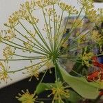 Anethum graveolens Fleur