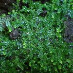 Selaginella rotundifolia عادت داشتن