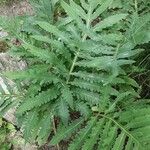 Onoclea sensibilis Folha