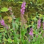 Lythrum salicariaFlower