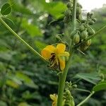 Senna marilandica फूल