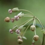 Asclepias exaltata 花