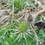 Dipsacus sativusFlower